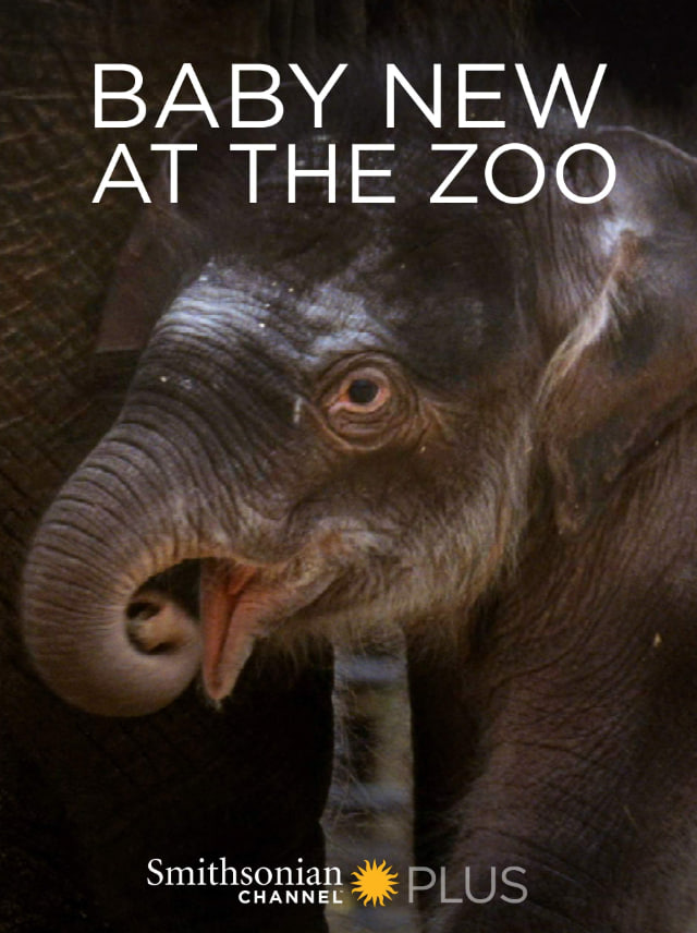 动物园里的新宝宝封面图