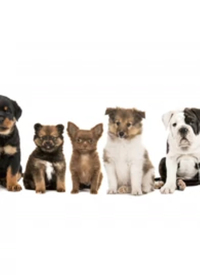 纪录片：家有萌宠封面图