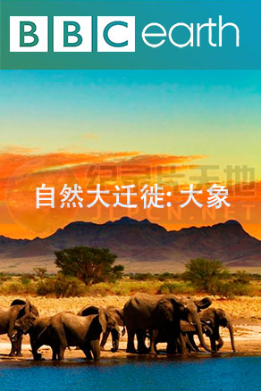 自然大迁徙封面图
