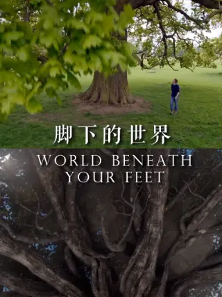 脚下的世界封面图